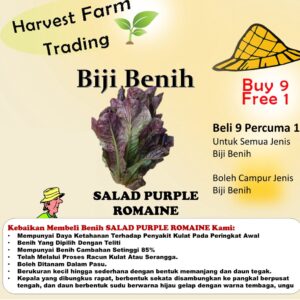 BIJI BENIH SALAD PURPLE ROMAINE 20pcs +-  LETTUCE SEED Romaine Purple Lettuce seeds 罗马紫直立生菜 salad ungu vegetable 蔬菜种子種子