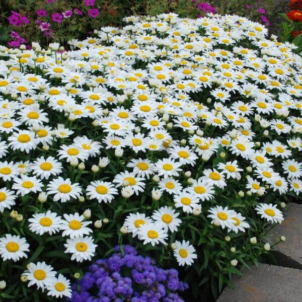 250Pcs +- Leucanthemum maximum 大滨菊种子 fresh flower seed Biji Benih Bunga chrysanthemum Shasta daisy seed flower seeds - 图片 5
