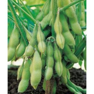 Biji Benih Endamame10 Biji Vegetable Seed Kacang Jepun  毛豆种子  Seeds Plant Seed  Biji Benih Kacang Bulu / Edamame beans