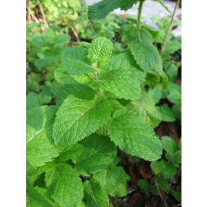 Spearmint Seeds 100Pcs- Biji Benih Pudina Herb Seeds Benih Daun Pudina 薄荷种子蔬菜种子四季耐热種子 lemon mint Vegetables seed sayuran