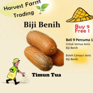 10pcs Biji Benih Timun Tua 10pcs Biji Benih Timun Tua / Old Chinese Cucumber Seeds / 老黄瓜种子 Vegetables Seeds Cucumis sati