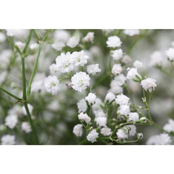 Baby Breath Flower Seeds 50Pcs +- Biji Benih Bunga Gypsophila 满天星花种子四季耐热花種子 sunflower dahlia zinnia dahlia bunga hiasan - Image 5