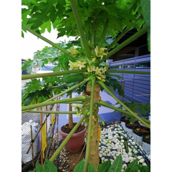 Biji Benih Betik Sekaki 10pcs Carica papaya seed benih Betik Hong Kong benih buah bibit betik benih carica papaya seeds - 图片 6