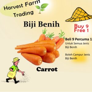 Biji Benih Lobak Merah 250pcs 蔬菜种子红萝卜種子菜籽 red carrot seed Raddish seeds kangkung sayur sayuran hijau pelbagai vegetables