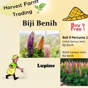 60Pcs +-  Lupine Flower Mix Biji Benih Lupin Bunga 鲁冰花种子 BENIH BUNGA LUPINE (Mix Russell Lupin ) Polyphyllus Bulk Flower
