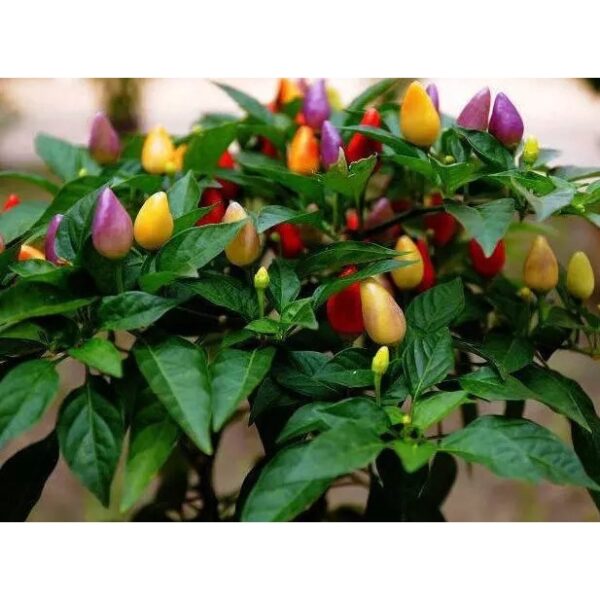 biji benih cili warna warni 15Pcs+-  Cili pelangi 七彩椒种子七彩辣椒種子大辣椒小辣椒种子 hiasan vegetables seeds besar kecil padi kampung - Image 8