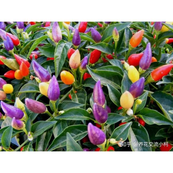 biji benih cili warna warni 15Pcs+-  Cili pelangi 七彩椒种子七彩辣椒種子大辣椒小辣椒种子 hiasan vegetables seeds besar kecil padi kampung - Image 6