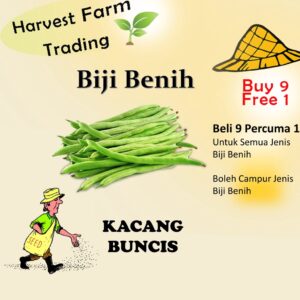 Biji Benih Kacang Buncis Vegetable Seeds/FLOWER 無架四季豆種 biji SAYUR/BUNGA/BUAH-BENDI/KANGKUNG/TERUNG/CILI/SAWI/BAYAM/SEEDS
