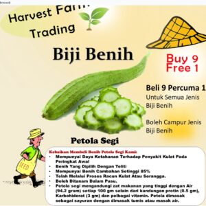 Biji Benih Petola Segi 6Pcs benih Petola panjang Luffa seeds vegetetables seed petola bantal sabut 蔬菜種子种子丝瓜 sayur sayura