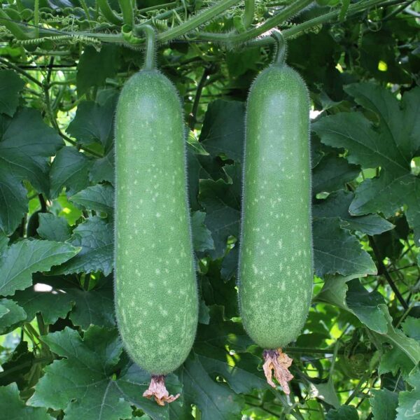Biji Benih Kundur Bulu 10Pcs Biji Benih Kundur Bulu vegetables seed 蔬菜種子四季耐热 seeds kundur panjang winter melon bulat - Image 9