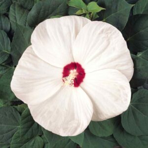 Swamp rose mallow seeds 15Pcs +- biji benih bunga raya besar 芙蓉葵大花秋葵种子 hibiscus moscheutos 四季耐热花種子 vegetable dahlia ros