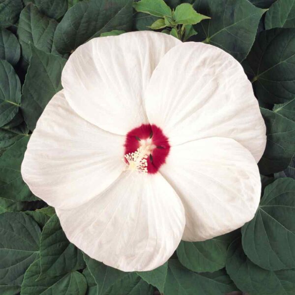 Swamp rose mallow seeds 15Pcs +- biji benih bunga raya besar 芙蓉葵大花秋葵种子 hibiscus moscheutos 四季耐热花種子 vegetable dahlia ros - Image 2