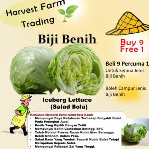 Biji Benih Salad Bulat 200Pcs +- Iceberg Lettuce Seeds 结球生菜种子四季耐热蔬菜种子 Salad Seeds Vegatables Seed Benih Sayur Sayuran