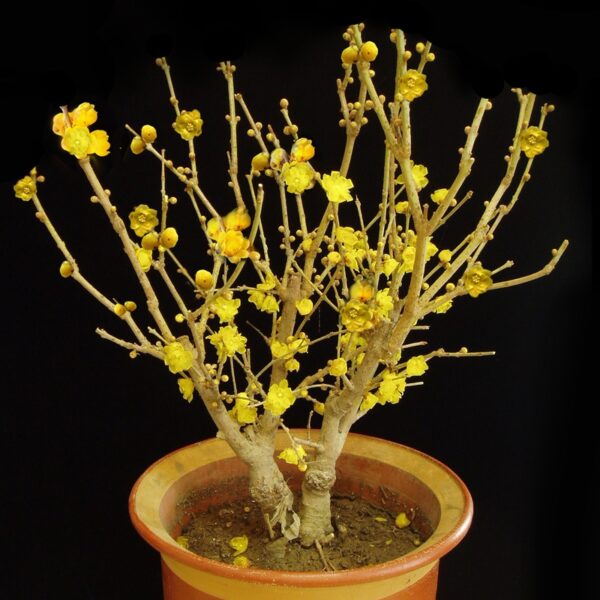 Biji Benih Bunga Winter Sweet 3Pcs+— Chimonanthus praecox Seed Flower Seeds Sunflower 红心腊梅種子花种子蔬菜種子 dahlia petunia rose - Image 9