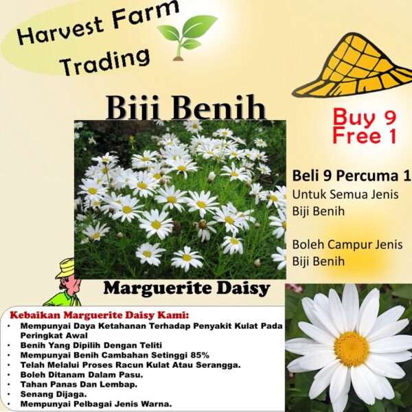Biji Benih Bunga Daisy Marguerite 30Pcs+- Daisy Seed flower seeds sunflower dahlia zinnia matahari 茼蒿菊种子四季耐热玫瑰蔬菜花種子 ros