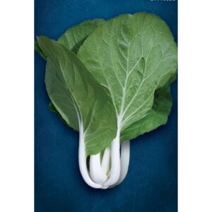 Biji BENIH SAWI FAN PAK CHOY renek 150Pcs+- vegetables seeds sawi pak choy batang putih 小白菜种子種子蔬菜种子四季耐热 sayur sayuran