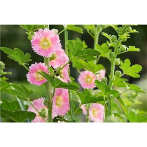 Biji Benih Bunga Hollyhock 20Pcs+- Flower seed Sunflowers Seeds Vegetable dahlia sayur sayuran 蜀葵种子四季耐热花種子太阳花向日葵 zinnia