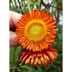 Biji Benih Strawflower Mixed 25Pcs +- Benih Bunga hiasan 麦秆菊蜡菊种子四季耐热花種子 sunflower seeds dahlia seed zinnia matahari rose