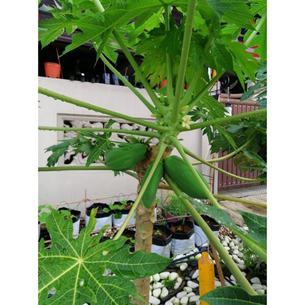 Biji Benih Betik Sekaki 10pcs Carica papaya seed benih Betik Hong Kong benih buah bibit betik benih carica papaya seeds - 图片 8