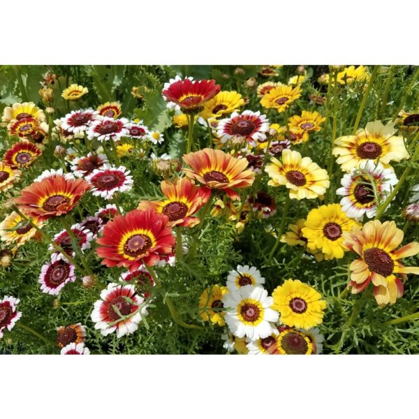 Biji Benih Bunga Daisy Tiga Warna 20Pcs+- Flower Seeds Daisy 花环菊种子花種子 daisy flower seed Tricolor daisy Chrysanthemum - 图片 8