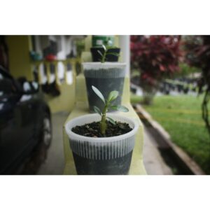 Adenium seed 1pcs Biji Benih Bunga kemboja benih live plant flower Taiwan seeds 沙漠玫瑰花种子富貴花種子 anak pokok bunga hidup rose