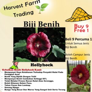 Biji Benih Bunga Hollyhock 20Pcs+- Flower seed Sunflowers Seeds Vegetable dahlia sayur sayuran 蜀葵种子四季耐热花種子太阳花向日葵 zinnia