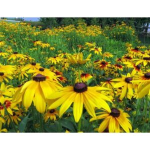 Biji Benih Rudbeckia fulgida 30Pcs Anak Pokok bunga Sayur sayuran daisy kangkung flower vegetable seeds