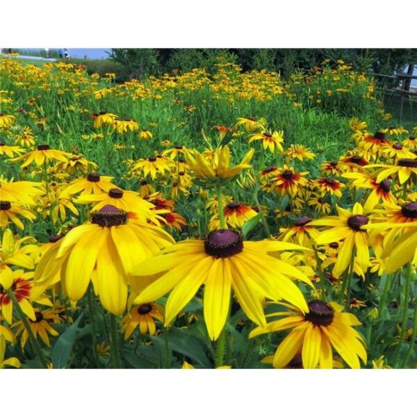 Biji Benih Rudbeckia fulgida 30Pcs Anak Pokok bunga Sayur sayuran daisy kangkung flower vegetable seeds - 图片 2