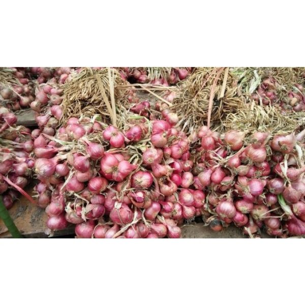 Biji Benih Bawang merah Besar 50 Pcs Benih Sayur sayuran seed 四季植物蔬菜洋葱种子  red big red onion seeds bunga thai baja pokok - 图片 3