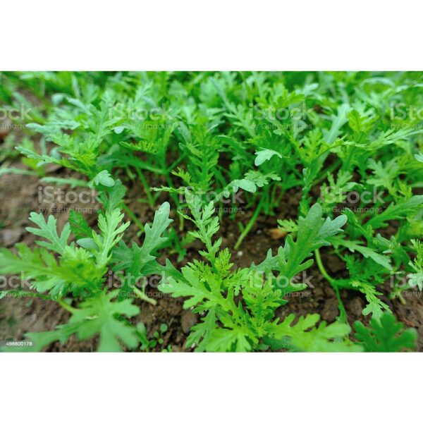 350Pcs +- Biji Benih Tong Hao/Small Leaf Crown Daisy Seed/小叶茼蒿菜种子/Chrysanthemum Coronarium Emperor Dish Seeds kekwa - 图片 4