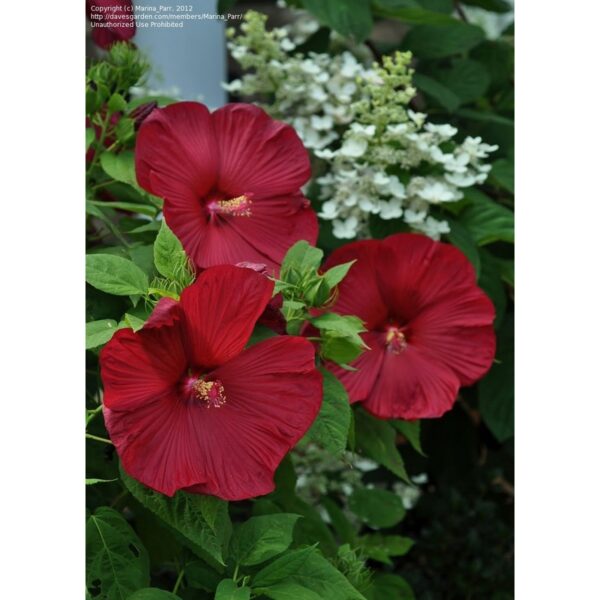 Swamp rose mallow seeds 15Pcs +- biji benih bunga raya besar 芙蓉葵大花秋葵种子 hibiscus moscheutos 四季耐热花種子 vegetable dahlia ros - Image 5