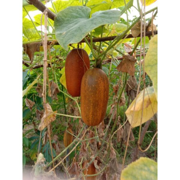 10pcs Biji Benih Timun Tua 10pcs Biji Benih Timun Tua / Old Chinese Cucumber Seeds / 老黄瓜种子 Vegetables Seeds Cucumis sati - 图片 5