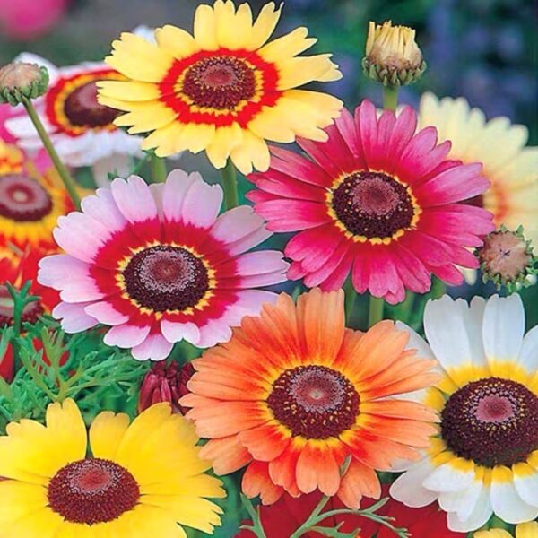 Biji Benih Bunga Daisy Tiga Warna 20Pcs+- Flower Seeds Daisy 花环菊种子花種子 daisy flower seed Tricolor daisy Chrysanthemum - 图片 4