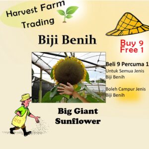 Biji Benih Bunga Matahari Giant Big Giant Sunflower Seeds 5Pcs Benih Bunga Matahari besar 巨型向日葵種子向日葵种子 seed pokok hidup