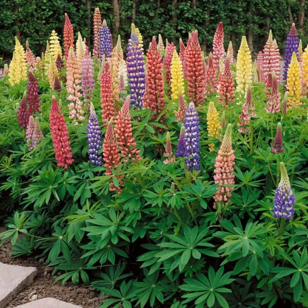 60Pcs +-  Lupine Flower Mix Biji Benih Lupin Bunga 鲁冰花种子 BENIH BUNGA LUPINE (Mix Russell Lupin ) Polyphyllus Bulk Flower - 图片 3