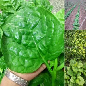 Biji Benih Remayang Bayam Brazil 50 Pcs -+ 马拉巴尔菠菜種子蔬菜种子 Biji Benih Bayam Malabar  Brazil sayur sayuran Keratan vegetable