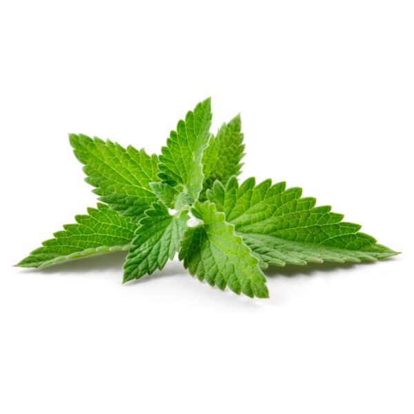 Spearmint Seeds 100Pcs- Biji Benih Pudina Herb Seeds Benih Daun Pudina 薄荷种子蔬菜种子四季耐热種子 lemon mint Vegetables seed sayuran - 图片 8