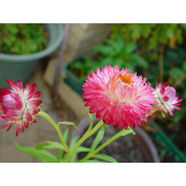 Everlasting daisy seeds 10- biji benih bunga daisy pink 永生菊種子四季耐热花种子 flowers seed dahlia rose ros zinnia hiasan matahari - Image 8