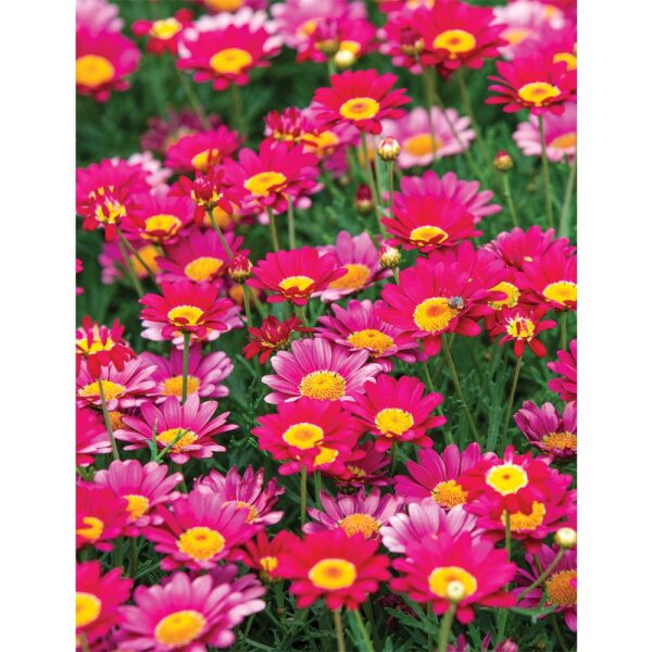 Biji Benih Bunga Daisy Marguerite 30Pcs+- Daisy Seed flower seeds sunflower dahlia zinnia matahari 茼蒿菊种子四季耐热玫瑰蔬菜花種子 ros - 图片 9