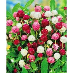 Biji Benih Bunga Butang 20Pcs+- Gomphrena globosa Globe amaranth Seeds Biji Benih 千日红 千日粉 千日紫 千日白 种子 daisy四季耐热花種子 rose