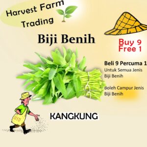 Biji Benih Kangkung 150 Biji  Vegetable Seed Water Spinach空心菜种子  Family Seeds Plant Seed