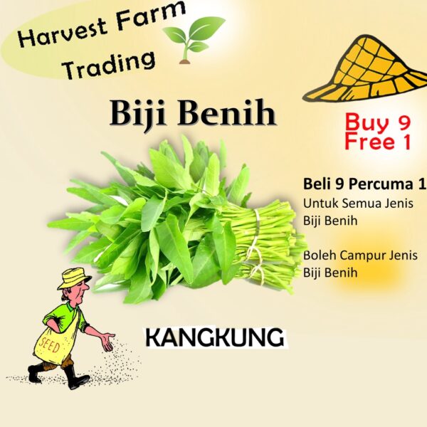 Biji Benih Kangkung 150 Biji  Vegetable Seed Water Spinach空心菜种子  Family Seeds Plant Seed