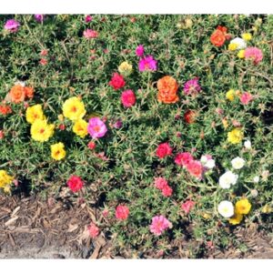 Portulaca Grandiflora Moss Rose mixed Rose Jepun Plant 20Pcs- Biji benih ros Flowers Seed 太阳花種子 四季耐热花种子 sunflower dahlia