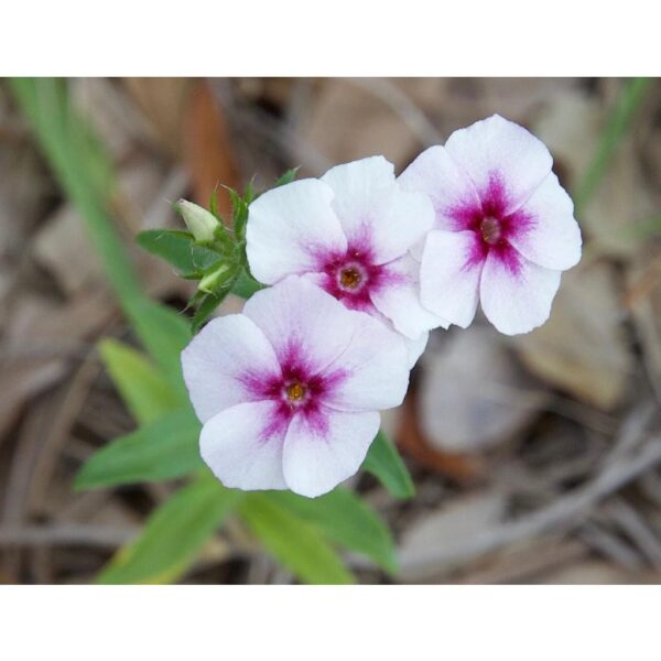 Biji benih bunga Phlox drummondii 100Pcs sunflower seed flower seeds for home gardening anak pokok bunga rose - Image 8