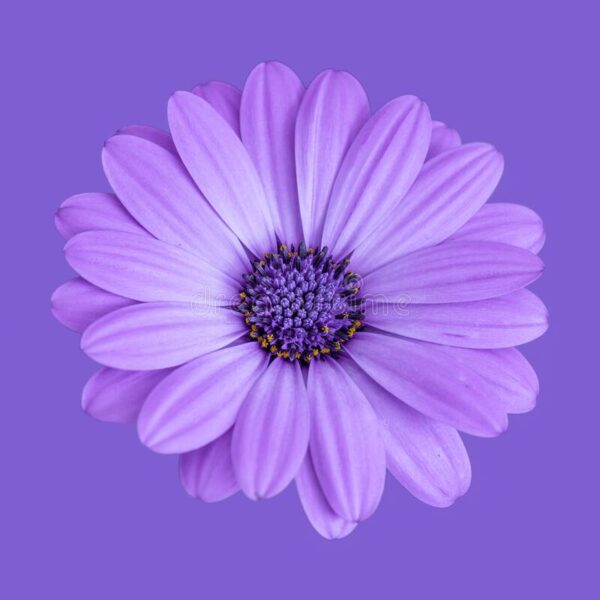 Biji Benih Bunga Daisy Marguerite 30Pcs+- Daisy Seed flower seeds sunflower dahlia zinnia matahari 茼蒿菊种子四季耐热玫瑰蔬菜花種子 ros - 图片 7
