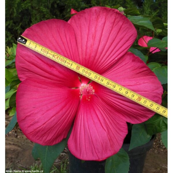 Swamp rose mallow seeds 15Pcs +- biji benih bunga raya besar 芙蓉葵大花秋葵种子 hibiscus moscheutos 四季耐热花種子 vegetable dahlia ros - Image 4