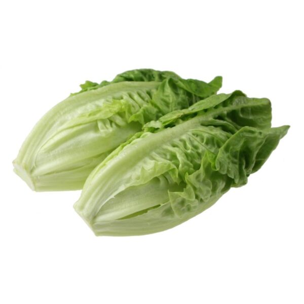 Biji Benih Salad romaine 150 Pcs+- Benih Salad Hijau Daun Panjang romaine lettuce seed Vegetables Seeds 长叶生菜种子 Sayuran四季 - Image 8