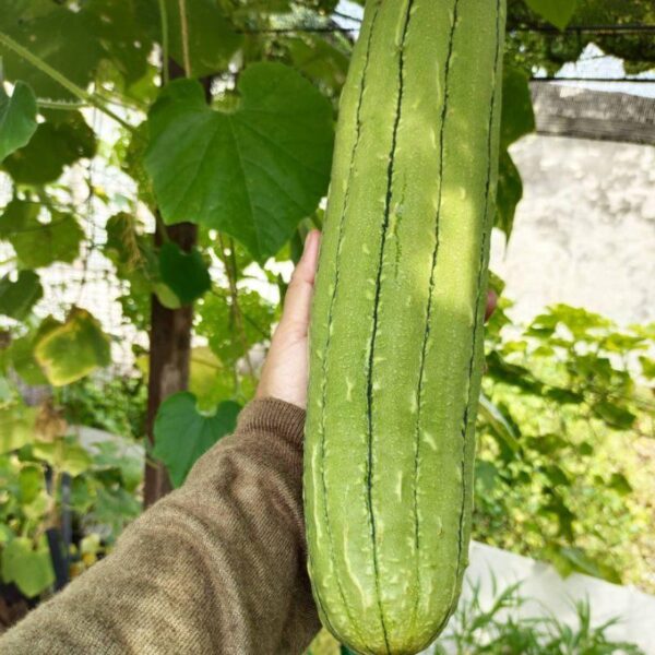 Biji Benih Petola Ular 10Pcs Bantal Luffa Sponge Gourd Seeds vegetable seed Sayur sayuran petula pelbagai segi - Image 4
