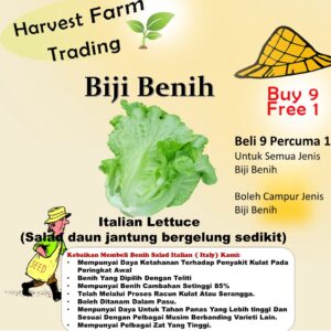Biji Benih Sayur Salad Italy 250pcs+- 四季耐热意大利生菜种子 Italy Lettuce Seeds 蔬菜种子 benih sayur sayuran vegetables seed baja rose