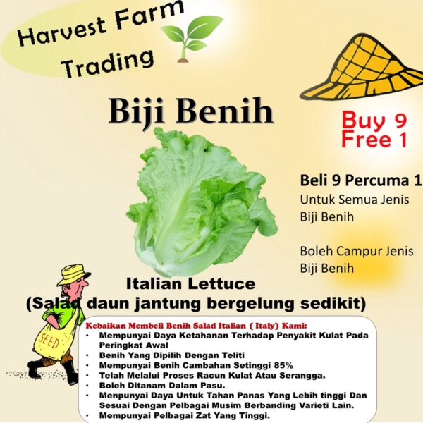 Biji Benih Sayur Salad Italy 250pcs+- 四季耐热意大利生菜种子 Italy Lettuce Seeds 蔬菜种子 benih sayur sayuran vegetables seed baja rose